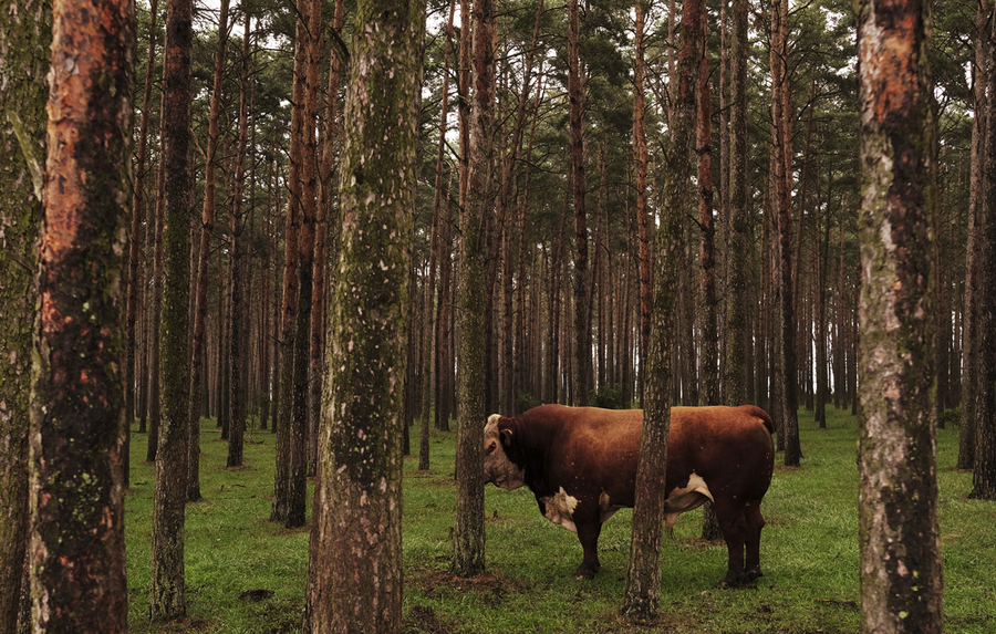 Öland, Sweden